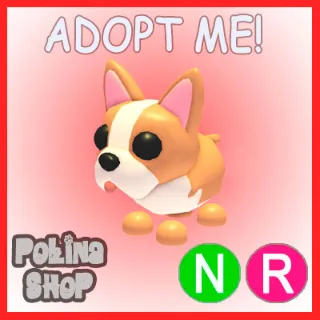 French Bulldog NR