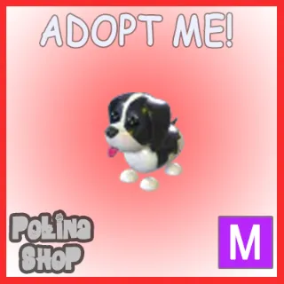 Black Springer Spaniel M