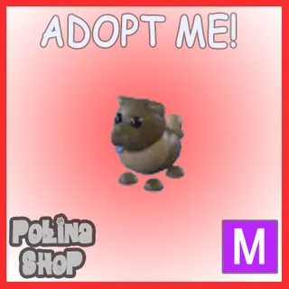 Chocolate Chow-Chow M
