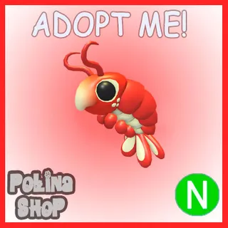 Emperor Shrimp N