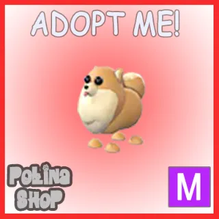 Pomeranian M