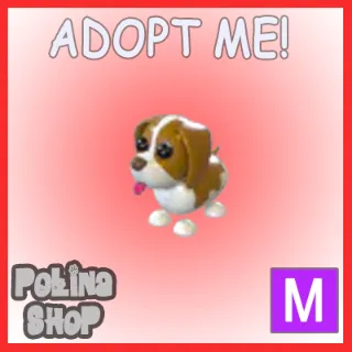 Brown Springer Spaniel M