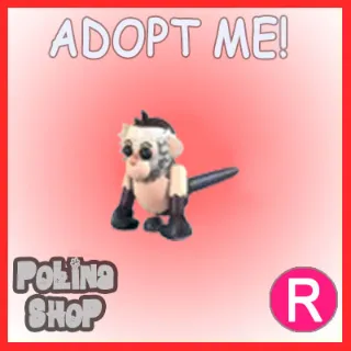 Capuchin Monkey R x4