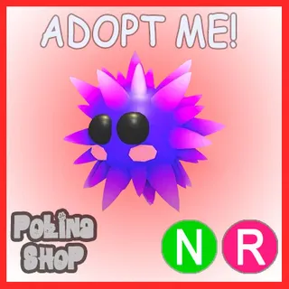 Urchin NR