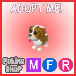 Brown Springer Spaniel MFR