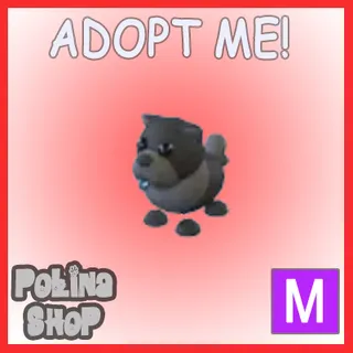 Black Chow-Chow M