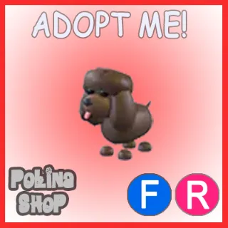 Irish Water Spaniel FR