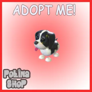 Black Springer Spaniel x4