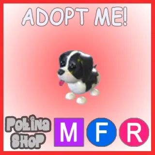 Black Springer Spaniel MFR