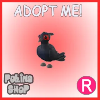 Black-Chested Pheasant R