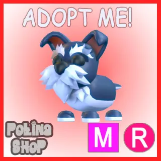 Mini Schnauzer MR