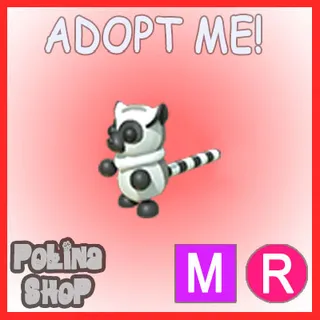 Ring-tailed Lemur MR