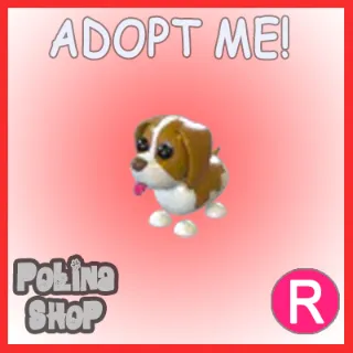 Brown Springer Spaniel R