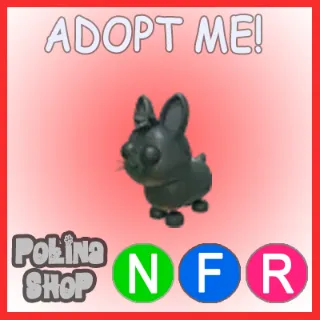 Amami Rabbit NFR 