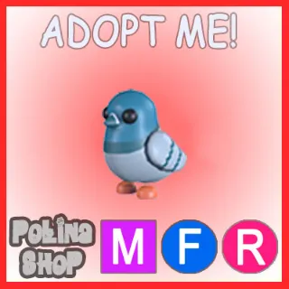 Rock Pigeon MFR