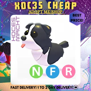 NFR Border Collie