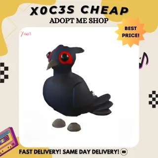 BLACK CHESTED PHEASANT