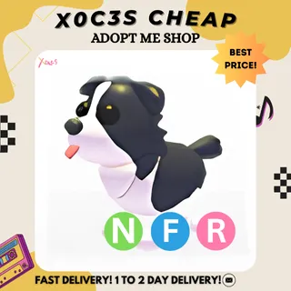 NFR BORDER COLLIE