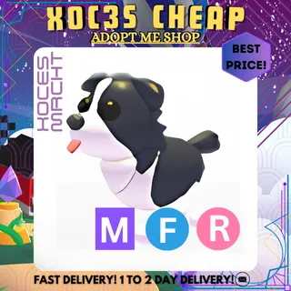 MFR Border Collie
