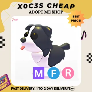 MFR BORDER COLLIE