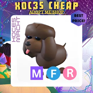 MFR Irish Water Spaniel 