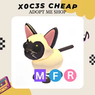 MFR SIAMESE CAT