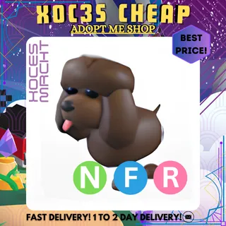 NFR Irish Water Spaniel 