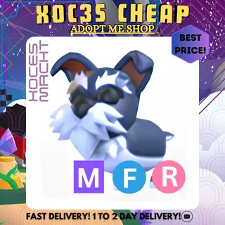 NFR Mini Schnauzer