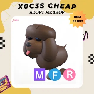 MFR IRISH WATER SPANIEL