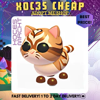 16x Catte