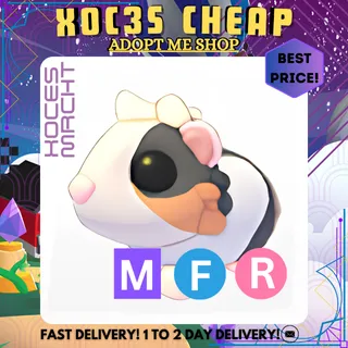 MFR Tortoiseshell Guinea Pig 