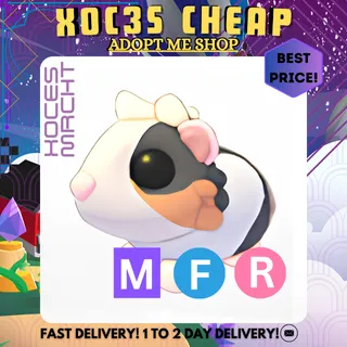 MFR Tortoiseshell Guinea Pig 