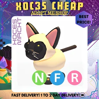 NFR Siamese Cat