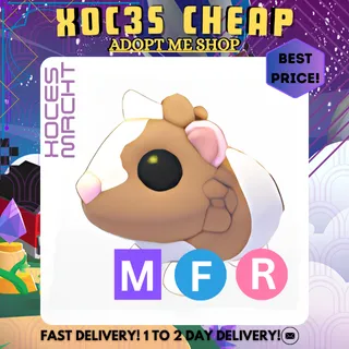 MFR Chocolate Dutch Guinea Pig