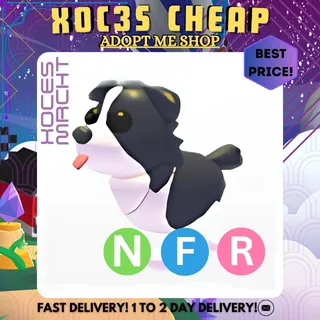 NFR Border Collie
