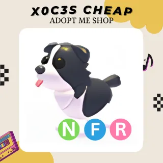NFR BORDER COLLIE