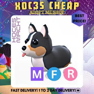 MFR Royal Corgi