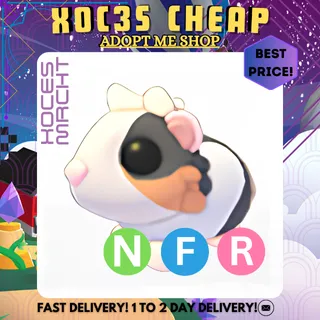 NFR Tortoiseshell Guinea Pig