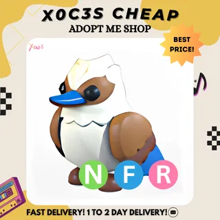NFR KOOKABURRA