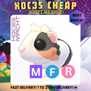 MFR Tortoiseshell Guinea Pig