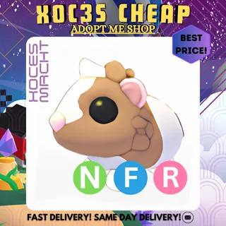 NFR Chocolate Dutch Guinea Pig
