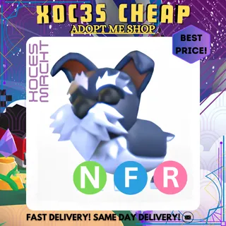 NFR Mini Schnauzer