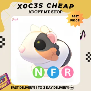 NFR TORTOISESHELL GUINEA PIG