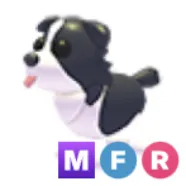 MFR Border Collie