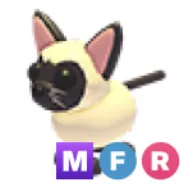 MFR Siamese Cat