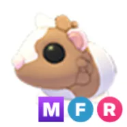 MFR Chocolate Dutch Guinea Pig