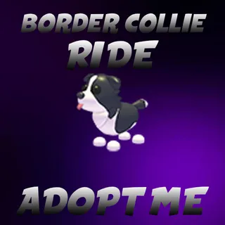 border collie RIDE