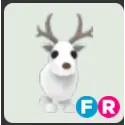 FR arctic reindeer