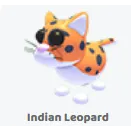 2x Indian leopard                   