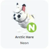 Arctic hare neon                    